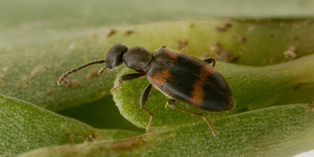 Anthicidae: Anthicus sp?  S,  Anthicus laeviceps
